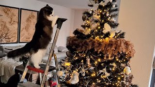 A Ladder, Christmas Tree And A Cat...Wise??