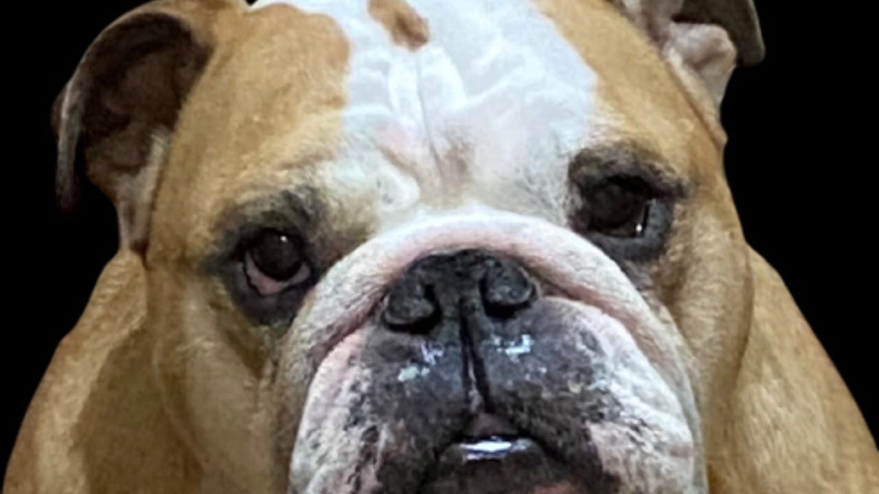 Weekly Zoom Sesh - Austyn From Simrell Stops By!