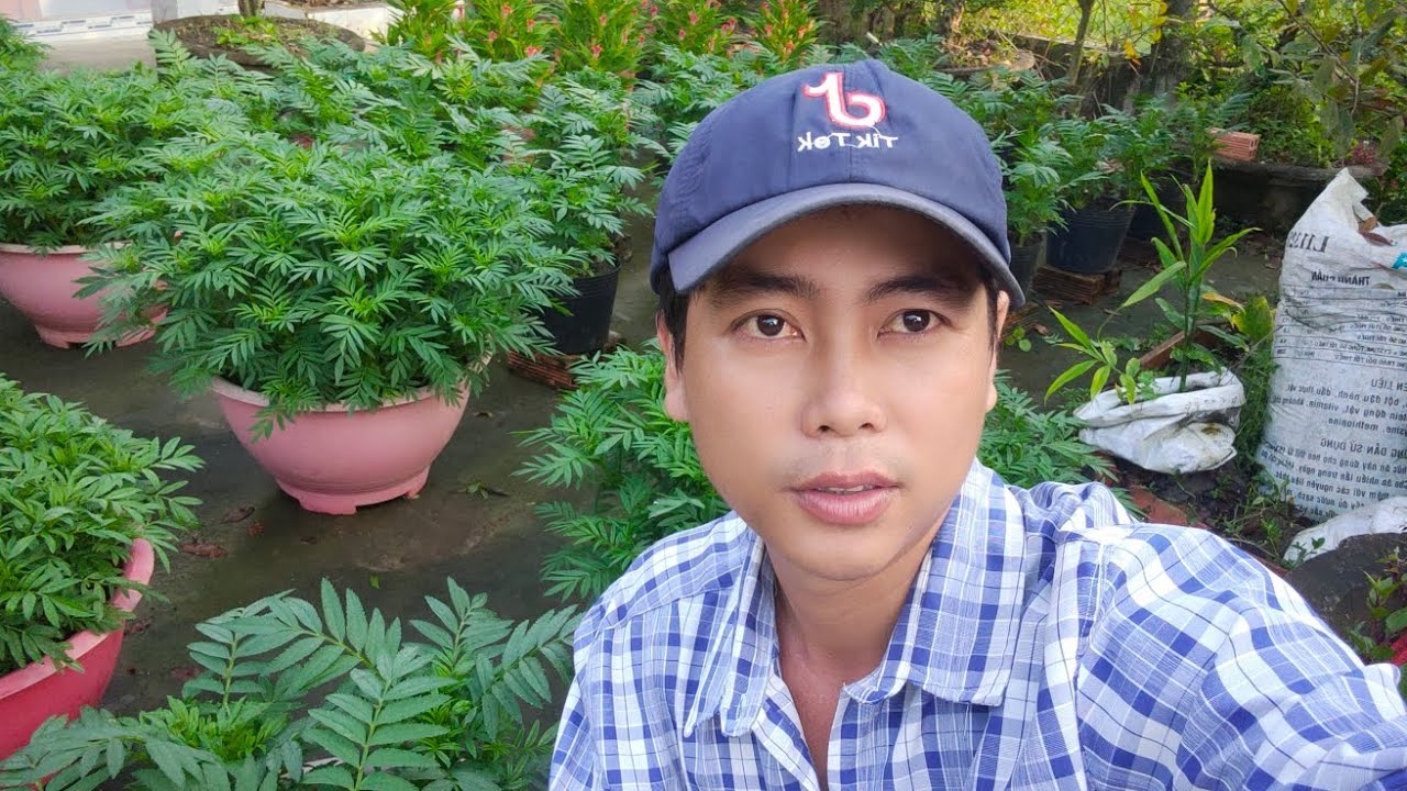 cách xử lý bông vạn thọ đã làm nụ mà nở sớm hiệu quả