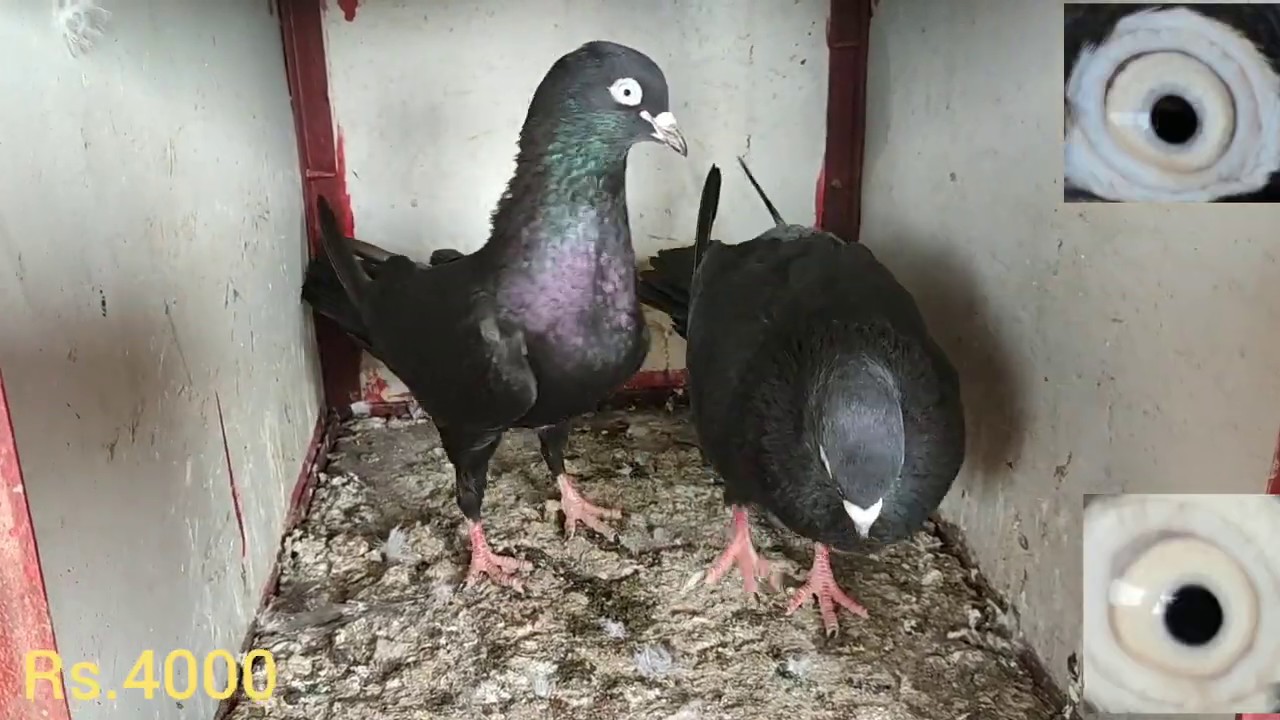 பந்தய புறா விற்பனை சாதா மற்றும் கர்ண புறா pigeon sales for Tamil