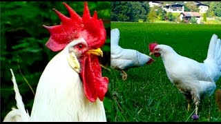 Leghorn chickens are most notable for the huge amounts of big white
eggs they lay. this dynamic bird originated in leghorn. hens i show
you here poss...