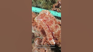 Scientists Still Can’t Explain This Ocean Sound...