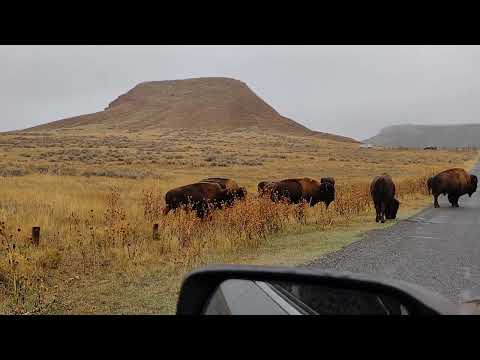 Buffalo Traffic Jam
