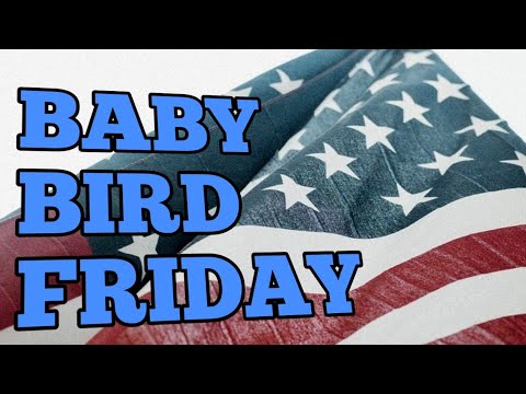 love birds hot chicken BRAND NEW BABY LOVEBIRDS - Hatched in the USA.