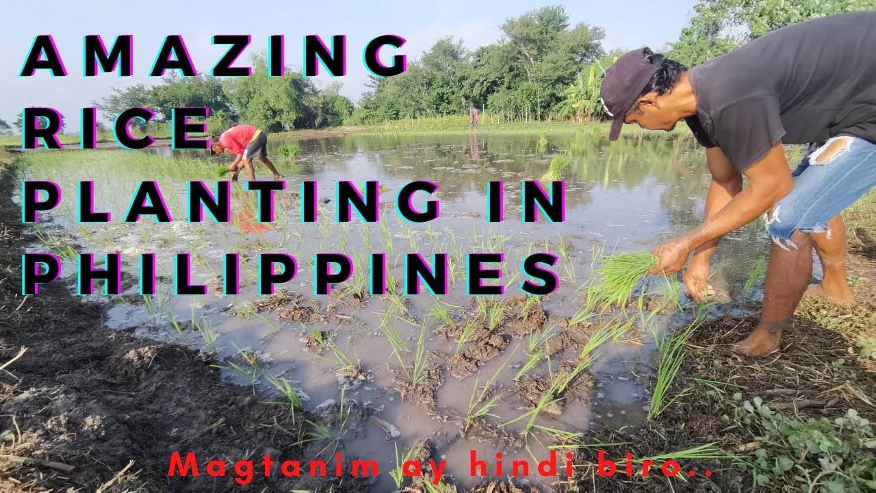 Amazing Rice Planting in Philippines || Traditional Rice Planting sa ...