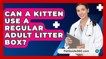 Can A Kitten Use A Regular Adult Litter Box? - PetGuide360.com