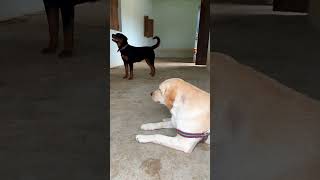 Labrador Vs Rottweiler Fight labrador dog rottweiler goldenretriever dogfight