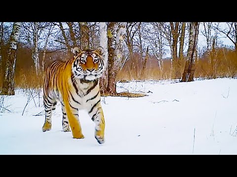 Best Snow Animals | Top 5 | BBC Earth