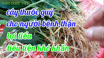 Cây thuốc quý cho người bệnh Thận. Đạm trúc diệp. Thảo dược việt