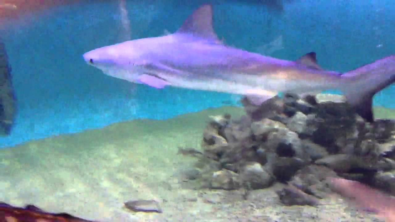  Shark  Tank  in friends basement YouTube