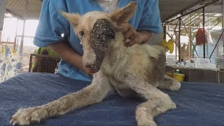 Nearly-Impossible Recovery Of Young Street Dog With Two Deadly Conditions.