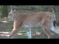 Lynx taking a walk