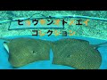 ヒョウモンオトメエイコレクション