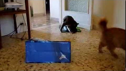 FUNNY CAT HIDING IN A BAG