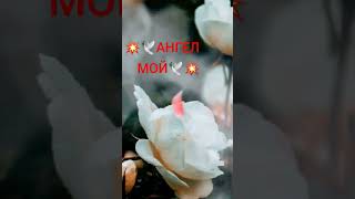 Ангел мой🕊️💥🕊️💥🕊️🌹