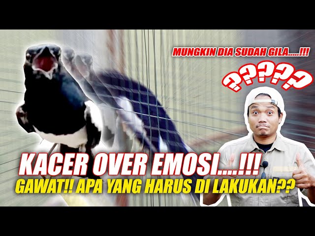 KACER OVER EMOSI ⁉️ - MBAGONG CHANNEL class=