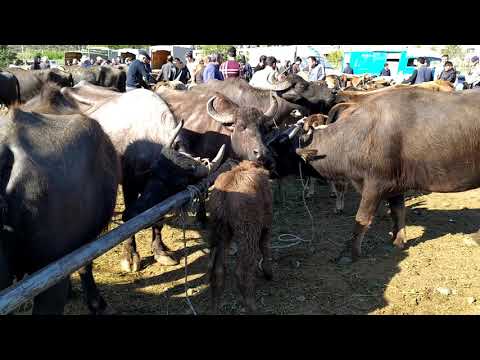 Video: Camış Qanadları Necə Bişirilir