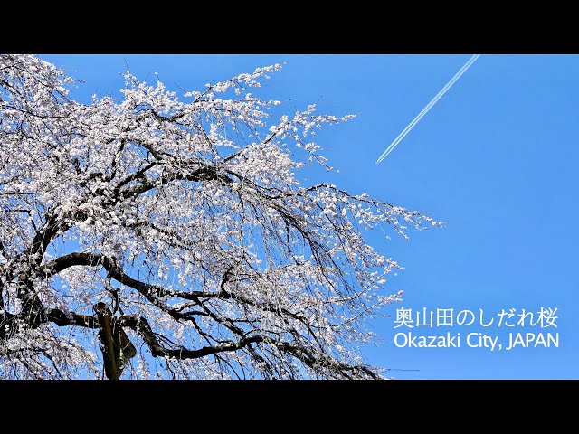 値下しました！　新 日本の桜 値下しました！ 新 日本の桜 値下しました！新 日本の桜