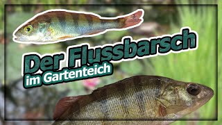 Der Flussbarsch - Haltung Im Gartenteich?