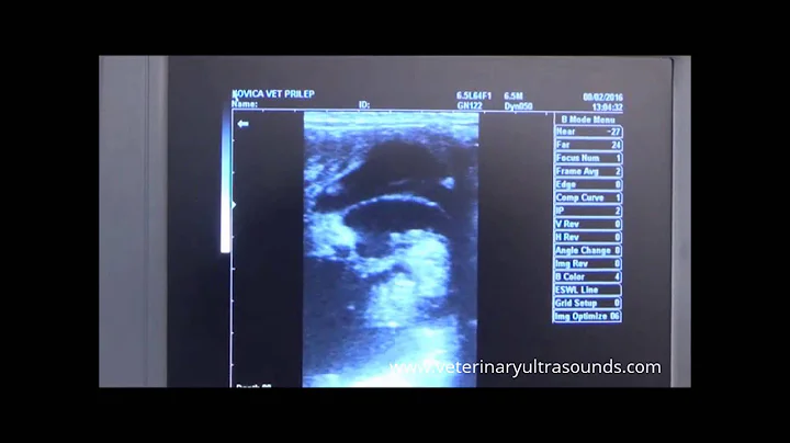 Cow Pregnancy Diagnosed at 50 Days using Portable Ultrasound