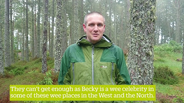 Reintroducing Red Squirrels to Scotland