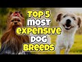 Top 5 Most Expensive Dogs Breeds