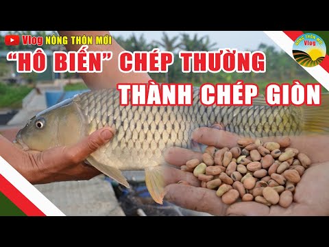Bí quyết biến
