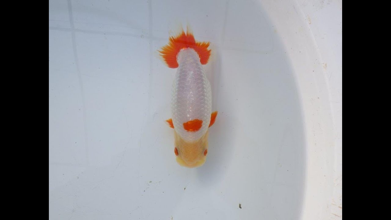 愛知超優良系統様】インパクトのある更紗 当歳らんちゅう 四ッ尾 二本