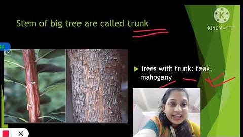 stem-types#class 3 A#19.11.20@SFS Narengi