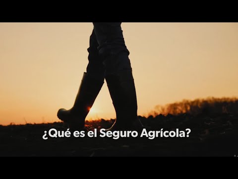 Video: ¿El seguro de cultivos cubre la replantación?