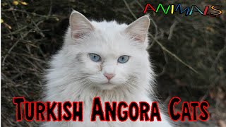 Animals video |  what are | facts about Turkish Angora cats   | facts about