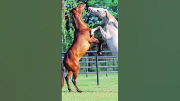 اجمل صوت صهيل للخيل 