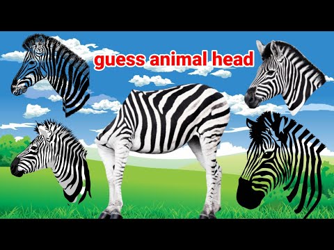 Animal puzzle Cow,Horse,Goat, Duck , zebra , donkey , rhino , ant , buffalo , cheetah ,  들소, 얼룩말,