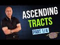 Spinothalamic Tract - Ascending Tracts - Part 1/4