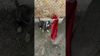 Bull Terrier Puppy 54 Days Old Springpole Fun