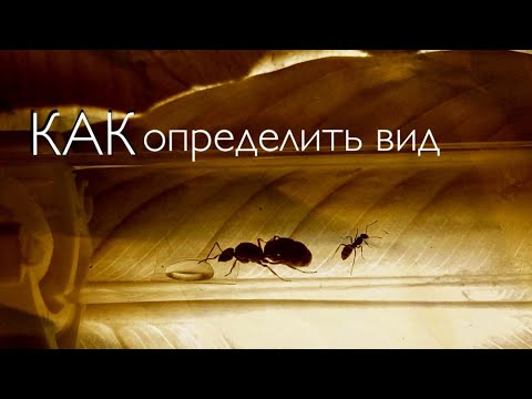 Видео: Как определить вид муравья ?