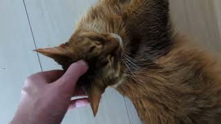 【819日目】お耳なでなで #ソマリ #cat by カレンと僕 23 views 13 days ago 1 minute, 55 seconds