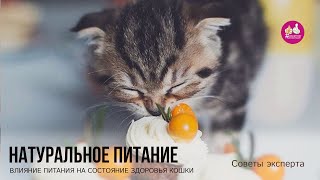 Чем кормить кота. К чему приводит кормление со стола. Что полезно кушать кошке. Натуральное питание