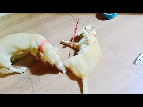 All ABOUT MY PETS//CATDOG PLAYING #pets #petsvlog #avanationofficial
