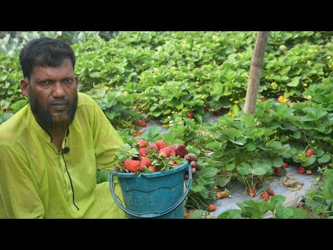 ভিডিও: বাড়িতে কীভাবে স্ট্রবেরি বাড়ানো যায়: পদ্ধতি এবং প্রযুক্তি। স্ট্রবেরির জন্য হাইড্রোপনিক্স সিস্টেম