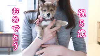 This tiny puppy is now 5 years oldThanks to everyone, he