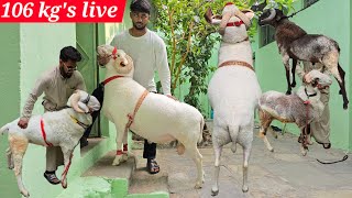 100 kg + vilayati menda in at Nawabs of Hyderabad | qurbani ke bade bakre available in Hyd