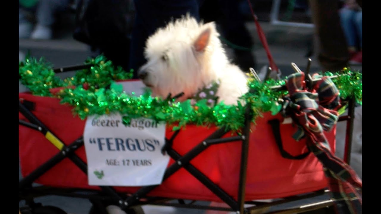 Ep 35 Dogs of the St Patrick Parade Old Town Alexandria