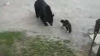 super hero cats protects family from wild bear!!!