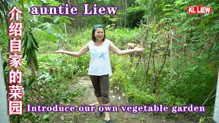 Introduce our own vegetable farm , auntie Liew 介绍自家的菜园,传说在家种植香蕉树会迎来孤魂野鬼, 是真的吗?告诉你真相