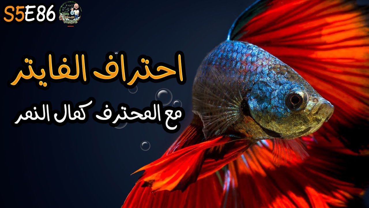 S5E86 - احتراف الفايتر مع المحترف كمال النمر