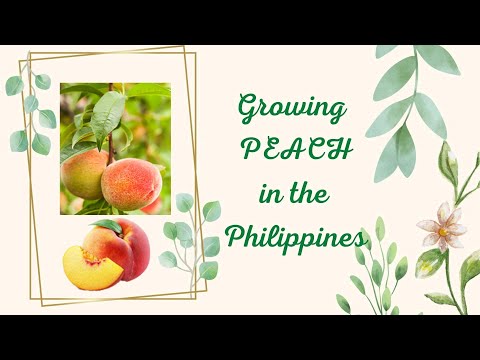 Video: Pagtatanim ng peach sa taglagas. pagpuputol ng peach