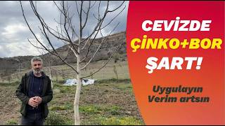 Cevizde Çinko Ve Bor Ne Zaman Atılır? (Verimi Artıran Kritik Uygulama)