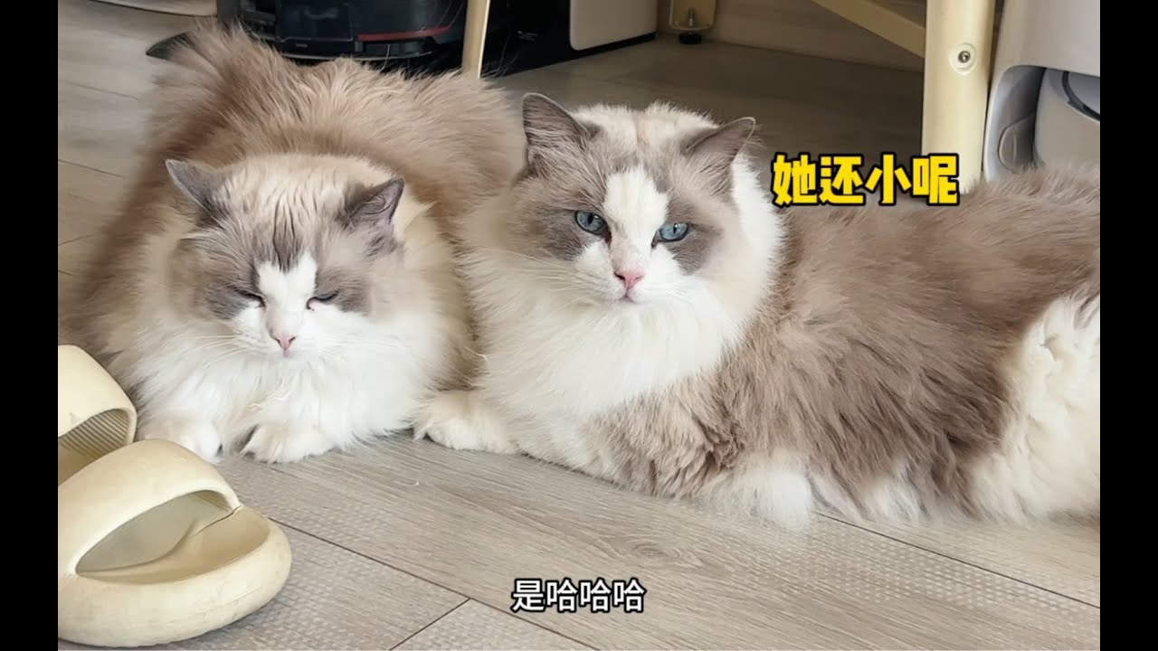 三岁多的布偶猫被全家猫宠着，连毛都不用自己舔- YouTube