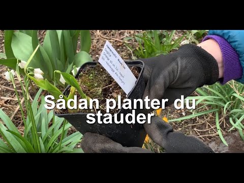 Video: Er Veronica flerårige planter?